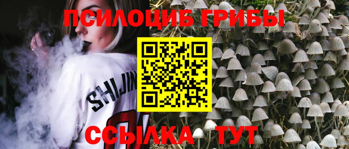 Псилоцибиновые грибы Psilocybe Усть-Лабинск